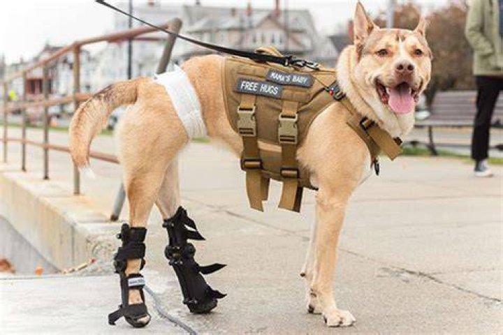 
Dog in Foster Care for 2 Years Learns to Walk with Splints But Is Still Searching for a Home 